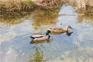 Enten im Teich